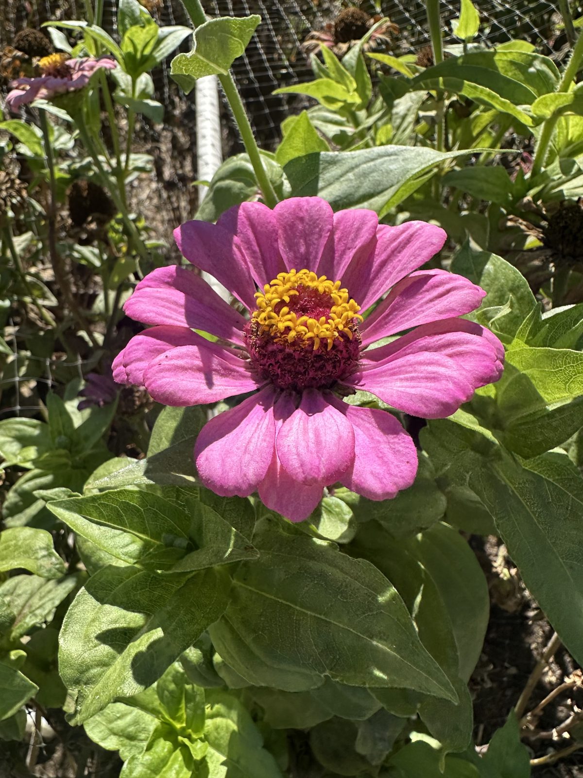 Post image 1